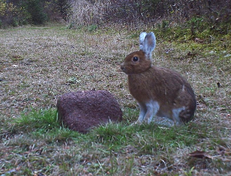 SnowshoeHare_102711_1731hrs.jpg - Snowshoe Hare (Lepus americanus)